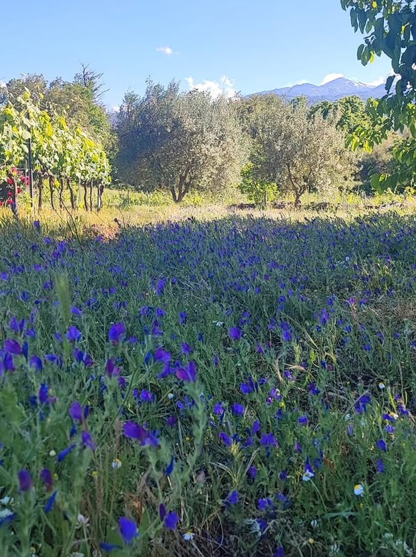 Immagine di copertina dello spunto "Scelsi come viverla"